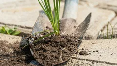 Le erbacce sui vialetti spariranno in un giorno: ecco cosa bisogna spargere